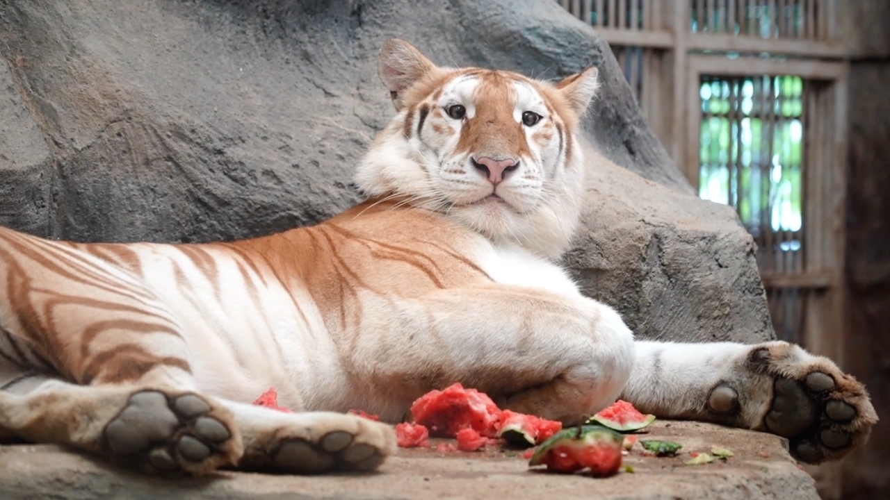 “小艾娃” 可爱老虎开始减肥课程，因贪吃变成丰满少女