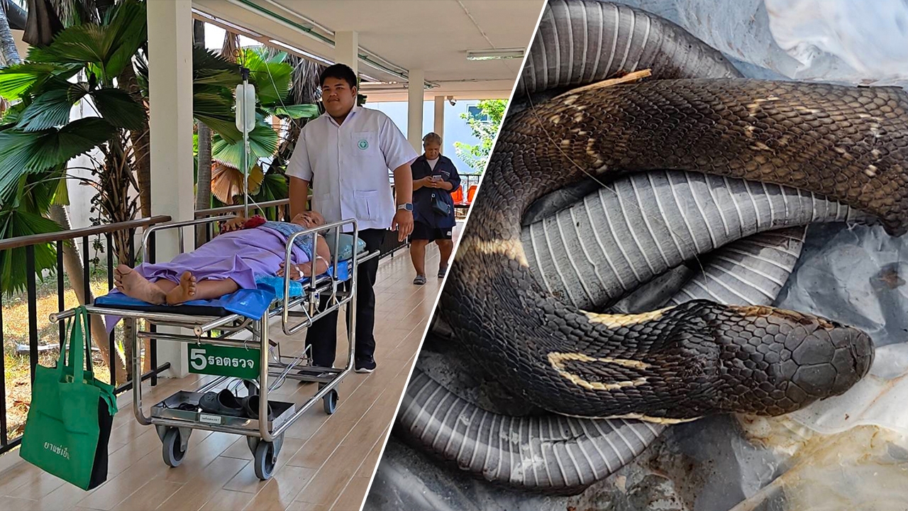 69岁勇敢大婶：眼镜蛇爬行咬手，她拿起刀猛砍至死，提着蛇尸给医生注射血清